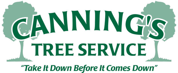 South Jersey Tree Removal Service